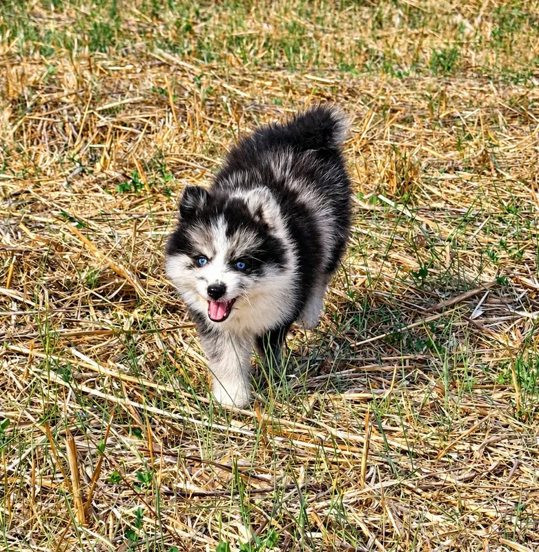 Berlioz, photo 2