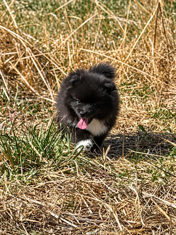 Chiot Pomsky de l'élevage Silver of Dreams