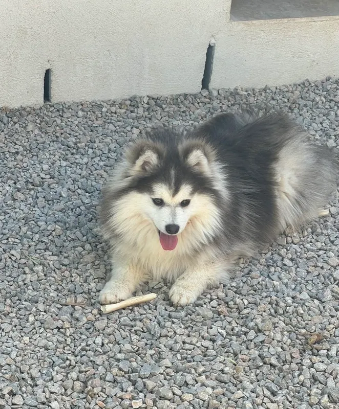 Sylver, Pomsky mâle