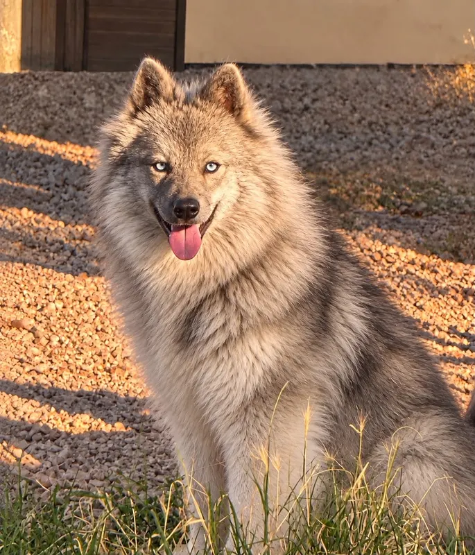 Pomsky adulte, masque et yeux clairs