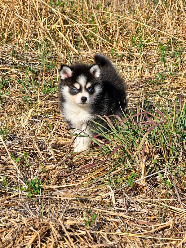 Bao, chiot Pomsky Noir & blanc