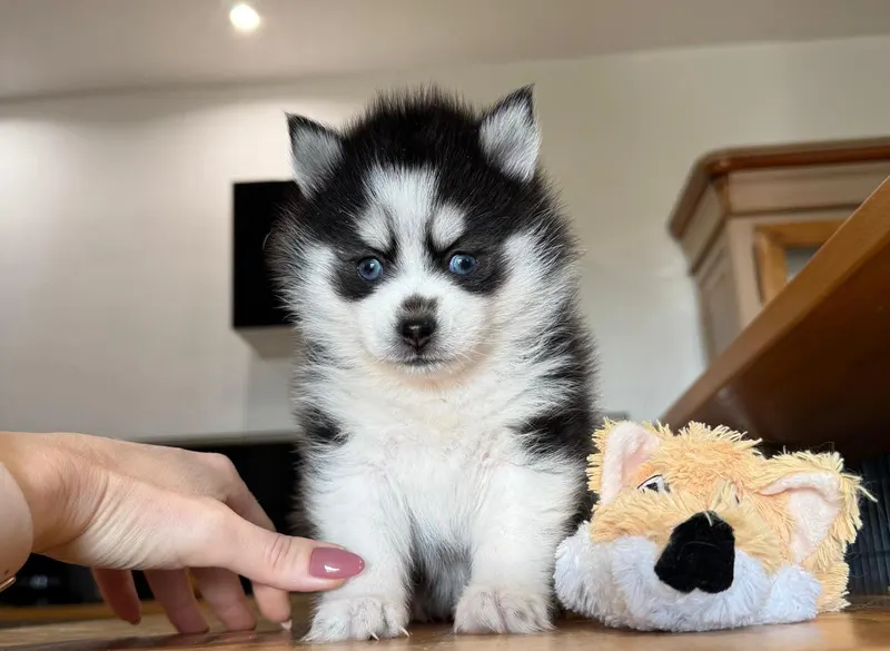 Chiot pomsky et sa peluche