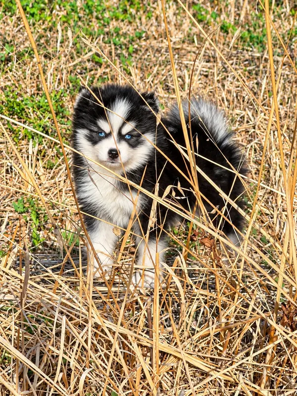 Basile, chiot Pomsky Noir & blanc