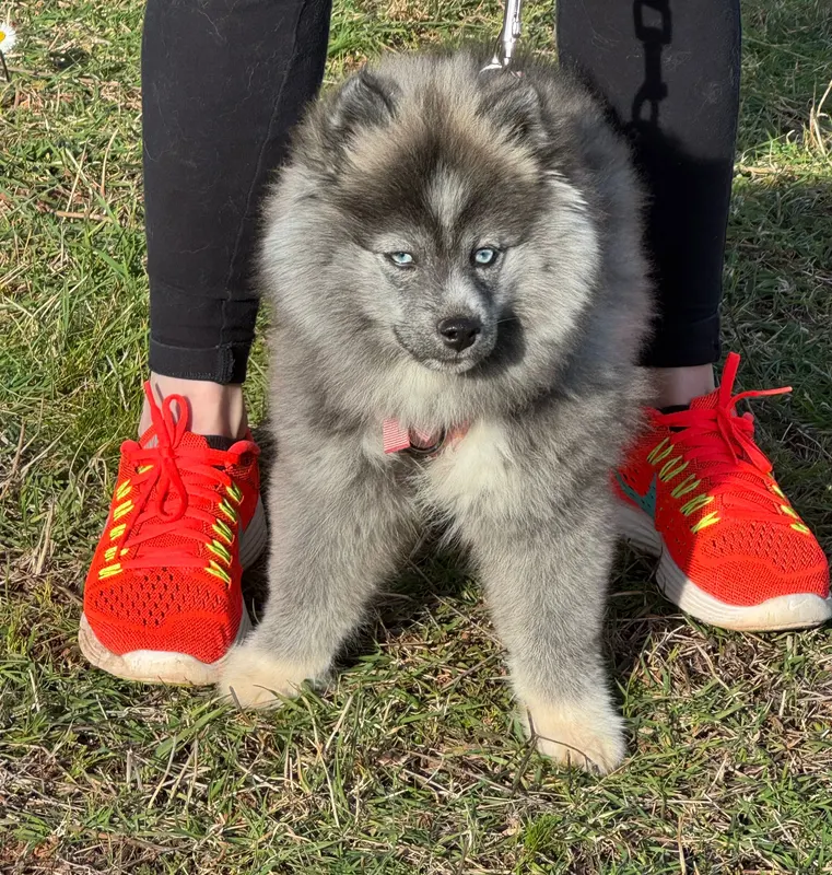 Ava, pomsky femelle mini Silver Wolf