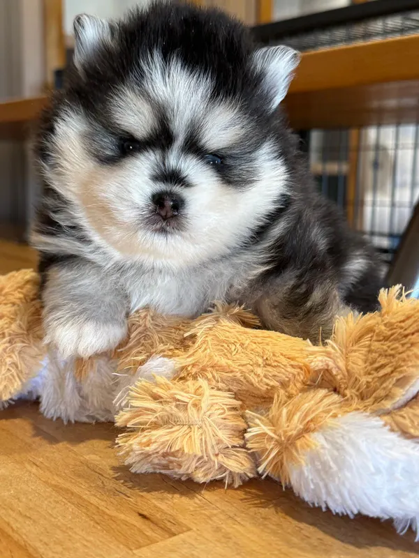 Portrait de chiot pomsky