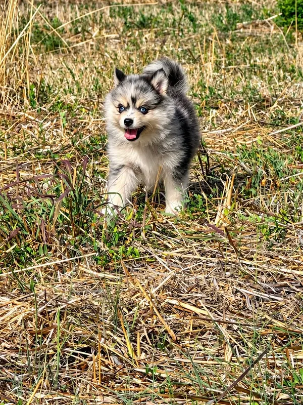 Chiot Pomsky de l'élevage Silver of Dreams