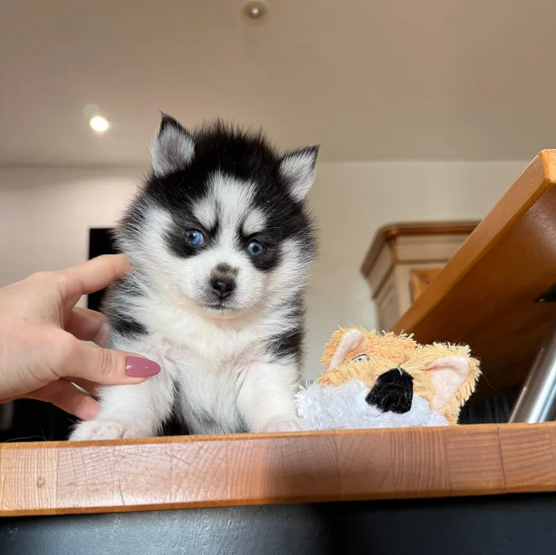 Chiot pomsky assis