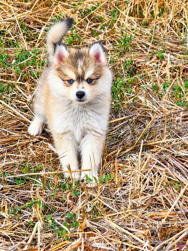 Betty-Boop, chiot Pomsky Gris loup sable & blanche
