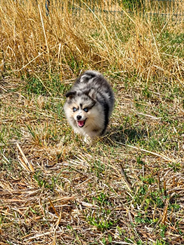 Chiot Pomsky de l'élevage Silver of Dreams