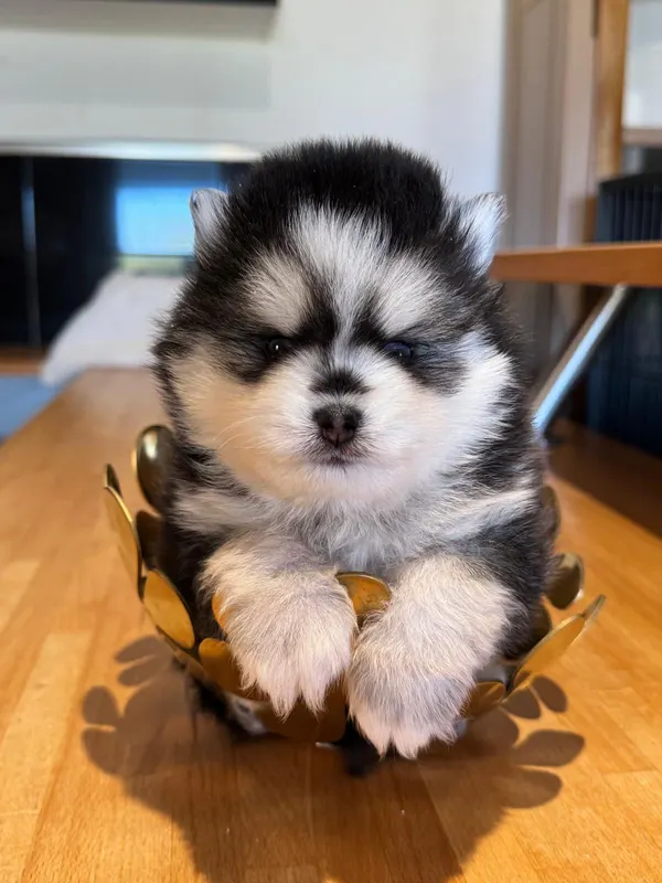 Chiot pomsky toy dans une coupe dorée