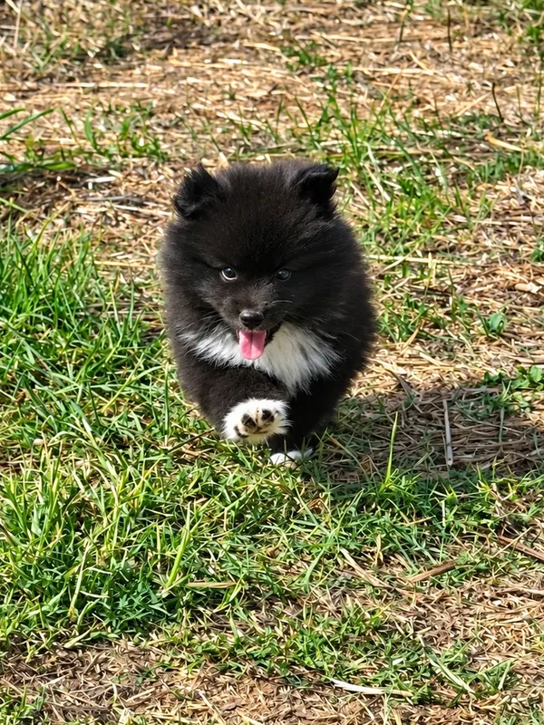 Chiot Pomsky de l'élevage Silver of Dreams