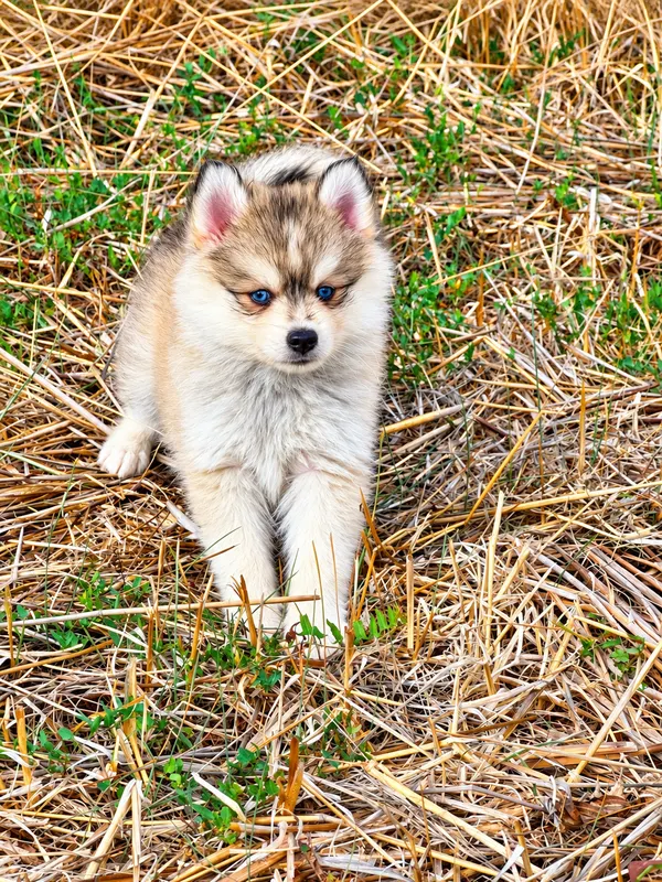 Chiot Pomsky de l'élevage Silver of Dreams