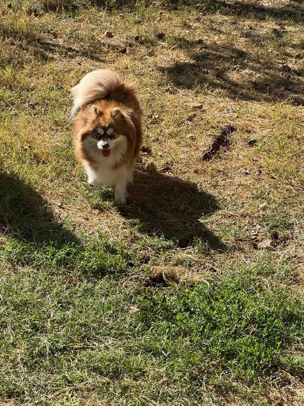 Pomsky roux dans le jardin