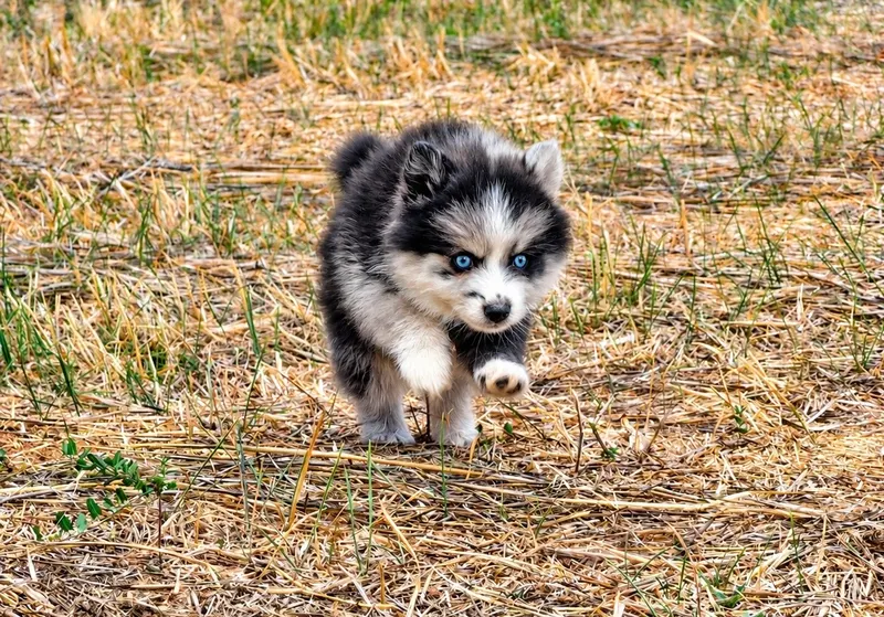Berlioz, chiot Pomsky Black merle & blanc
