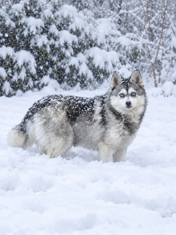 Xena, pomsky femelle toy Gris loup sable & blanche